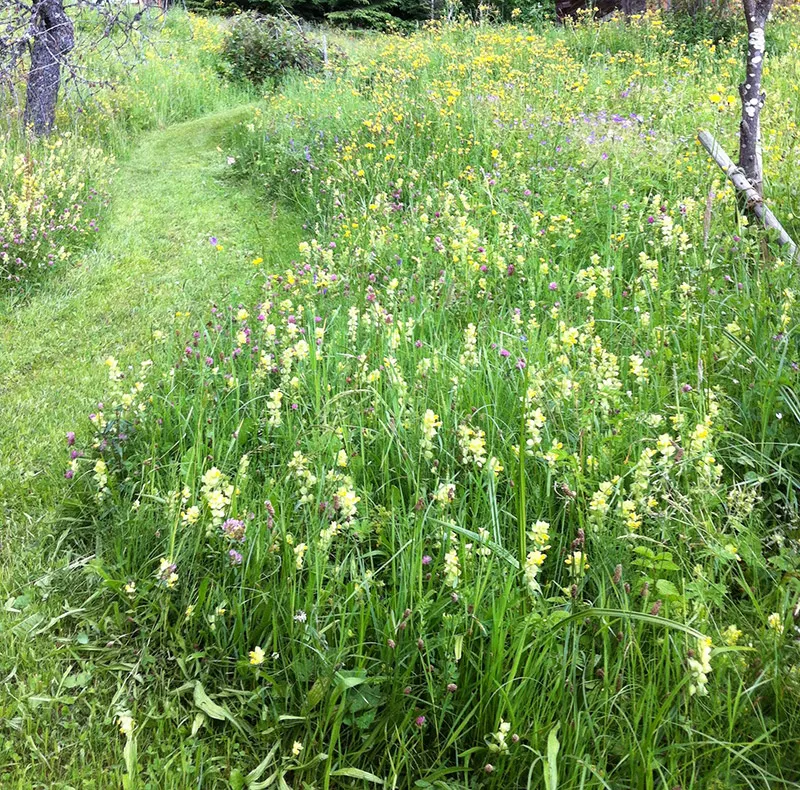 Prairie alpine