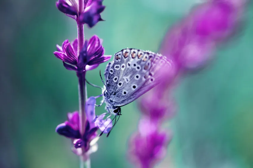 Fleur et paillon