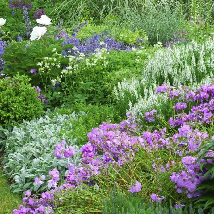 Jardin alpin fleuri
